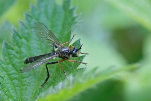Dioctria rufipes